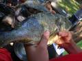 17. Juli: Zum Geburtstag wurde Fisch gegrillt (Foto: Evelyn Simson)