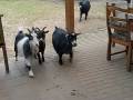 25. Januar: ... und alle Tiere wurden versorgt. (Foto: Marie Barnstorff)