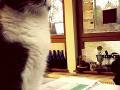 30. Januar: Heute war Schulfrei (Zeugnisferien) - auch unsere Katze Miezefee hat den freien Tag genossen. (Foto: Marie Barnstorff)