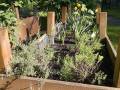1. Juni: Gartenarbeit im Beeet (Foto: Carina Potthast)