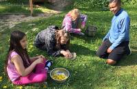 29. April: Heute haben wir mit Evelyn Löwenzahnblütengelee hergestellt: gesammelt, gezupft, gekocht. (Foto: Astrid Tietz)