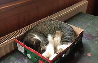 15. Februar: Da ist ein KARTON. An der HEIZUNG. Was will Katze mehr. (Foto: Evelyn Simson)