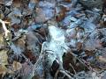 8. Januar - Foto: Evelyn Simson