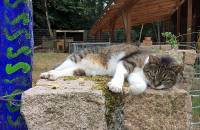 18. Juni: Die Wächterin des Tierhauses. (Foto: Evelyn Simson)