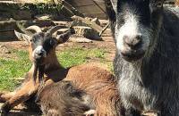 6. April: Die Tiere genießen die Sonne und das schöne Wetter. (Foto: Laura Müller)