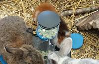 9. Dezember: Polly und Bunny holen sich ihre Leckerlis ( Erbsenflocken). (Foto: Hellas Adlung)