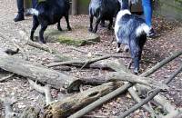 11. Oktober: Dashnim und Emilia helfen Sunny, Stick und Mimi beim Fressen. (Foto: July Krause)