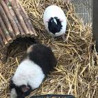 18. April: Unser neue Meerschweinchen erkundet die Umgebung. (Foto: Laura Müller)
