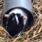 18. April: Soweit versteht sie sich gut mit den anderen Tieren. (Foto: Laura Müller)