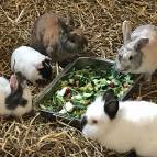 21. April: Das neue Meerschweinchen Lexi ist auch beim Abendessen schon mit allen dabei. (Foto: Laura Müller)