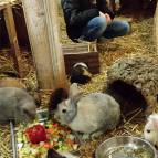 20. Januar: Während die Kaninchen und Meerschweinchen futtern, beobachtet Letti ob Nayla auch etwas frißt im Häuschen. (Foto: Hellas Adlung)