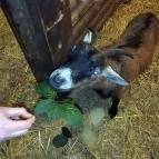 24.Januar: Und nun steht Brownie doch wieder und frisst. (Foto: July Krause)