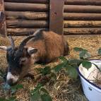 25.Januar: Brownie hat einen entzündeten Huf und muss diese Woche im Stall bleiben. Sie bekommt Antibiotikum und Schmerzmitteln und wird damit hoffentlich schnell wieder fit sein. (Foto: Laura Müller)