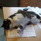 25.Januar: Katze müsste man sein. (Foto: Hellas Adlung)