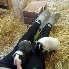 4. Juli: Swantje hat es sich bei den Meerschweinchen gemütlich gemacht. Schokoline und Lexi fressen frisches Grün auf Swantjes Beinen. (Foto: Hellas Adlung)