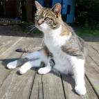 4. Juli: Miezefee guckt geschockt was hier los ist. (Foto: July Krause)