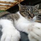 13. Juli: Miezefee, entspannt bei der Wärme.  (Foto: July Krause)