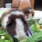 15. Juli: Henry und Shayla genießen das Futter. (Foto: Laura Müller)