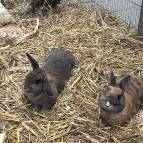 25. Juli: Bunny und Smokey im Käfig. (Foto: Laura Müller)