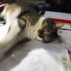 3. Juni: Auch Miezefee macht ein Nickerchen (Foto: Laura Müller)