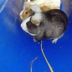 6. Juni: Die neuen Meerschweinchen Karamell und Schokoline. (Foto: July Krause)