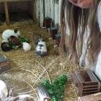 14. Juni: Suna hat sich schon in unser neues Meerschweinchen Caramel verliebt und freut sich, wie gut alle Tiere fressen. (Foto: Hellas Adlung)
