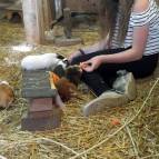 15. Juni: Swantje füttert alle Meerschweinchen zusammen! Lexi, Schokoline, Shayla, Henry und Caramel. (Foto: Hellas Adlung)