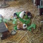 15. Juni: Swantje hat für die Tiere frische Zweige gepflückt. Schokoline, Lexi, Shayla und Caramel probieren schonmal. (Foto: Hellas Adlung)
