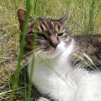 16. Juni: Miezefee sonnt sich im Gras. (Foto: July Krause)
