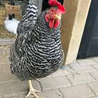 4. März: Was guckst Du? (Foto: Swantje)