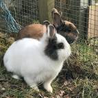 10. März: Tiffy und Smokey (Foto: Sandy, Suna und Emilia)