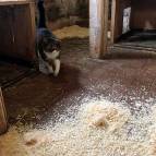 10. März: Miezefee hat beim einstreuen des Stalls geholfen. (Foto: Laura Müller)