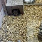 23. März: Tiffy, Bunny und Polly im Stroh. (Foto: Hellas Adlung)
