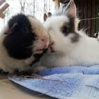 24. März: Henry und Tiffy sind geschockt das sie schon wieder fotografiert werden. (Foto: July Krause)