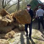 230. März: Ulrich bringt das Stroh zu den Schubkarren. (Foto: Hellas Adlung)