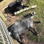 31. März: Bei dem warmen Wetter ruhen sich alle Tiere aus. Manche in der Sonne... (Foto: Laura Müller)