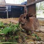 9. Mai: Bunny genießt Löwenzahnblätter. (Foto: July Krause)