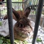 9. Mai: Bunny und Smokey haben nasse Handtücher zum Abkühlen. (Foto: July Krause)