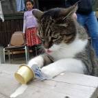 16. Mai: Miezefee trinkt ihre Milch. (Foto: July Krause)