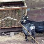 18. Mai: Sunny und Stick freuen sich darüber und knabbern gleich wieder am Heu. (Foto: Hellas Adlung)