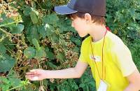 3. August: Hier wachsen jede Menge reife saftige Brombeeren.