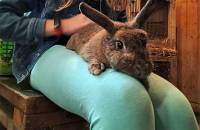 19. August: Heute ist leider unser Kaninchen Bunny von uns gegangen.
