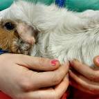 1. Dezember: Bärchen kuschelt mit ihrer neuen Tierpflegerin. (Foto: Hellas Adlung)