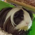 20. Februar: Ab heute gibt es einen neuen Tierhausbewohner. Er heißt Charlie und ist ein Langhaarmeerschweinchen. (Foto: Laura Müller)