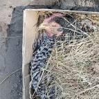19. Juli: Heute ist unser liebes Huhn Konfetti für immer von uns gegangen. Konfetti war ein wunderbares, tolles und besonderes Huhn und hat viele gute Jahre mit allen zusammen auf dem ASPM verbracht. Sie hatte ein weiches dickes Gefieder und ließ sich streicheln. Wir haben uns immer über ihre Eier gefreut und hatten viele gute Zeiten mit ihr mit viel Freude! Danke, liebe Konfetti, wir werden dich vermissen und nicht vergessen!! (Foto: Hellas Adlung)