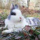 16. März: Unser liebes Kaninchen Tiffy ist leider entschlafen. (Foto: Suna)