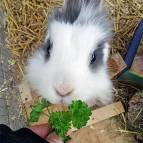 16. März: Unser liebes Kaninchen Tiffy ist leider entschlafen. (Foto: Suna)