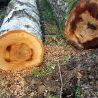 16. März: Abgesägte Bäume vom Sturm. Schaut hier nicht ein lachendes Gesicht links im Birkenstamm? (Foto: Hellas Adlung)