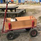 30. März: „Wann gehts los?“ - Miezefee ist bereit für eine Fahrt im Bollerwagen. (Foto: Laura Müller)