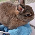 30. Mai: Heute wurden wieder die Tiere gewogen, Bunny hat gut gefressen, (Foto: Hellas Adlung)